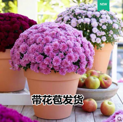 %title插图%num